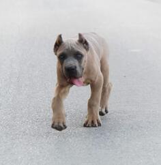 Cane Corso vrhunski štenci 