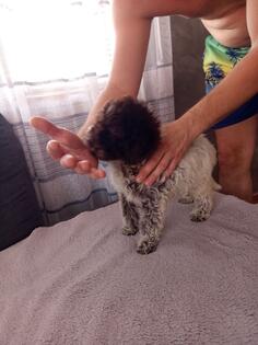 Lagoto Romanjolo stenci na prodaju