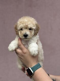 Patuljasta Aprikot Pudla štenci