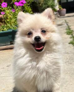 Pomeranski špic - Pomeranac