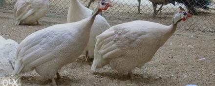 Patke od 10 do 25 morke par 50e curici 2 kom 30e jaja 30 kom 8e inf 067/629_956