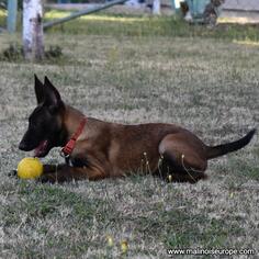 Malinoa štenci, Srbija