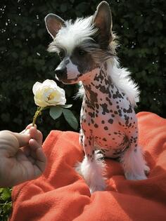 KINESKI KUKMASTI PSI – štenci na prodaju 