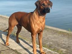 Rodezijski ridzbek slobodan za parenje