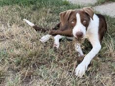 Border collie/ Border koli štenci