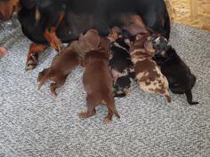 Patuljasti jazavicari