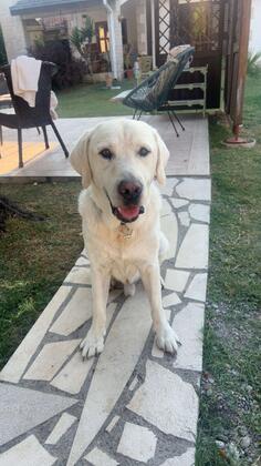 Tražim ženku za parenje s mojim labradorom