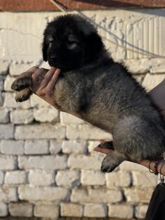 Kavkaski ovčar štenci