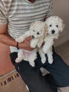 Prodajem dva muska kovrdzava bisona