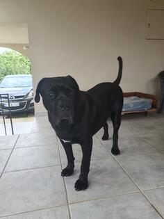 Traži se ženka za parenje.Cane corso.