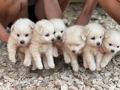 Štenci Njemačkog Špica