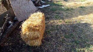 Balirana slama od pšenice