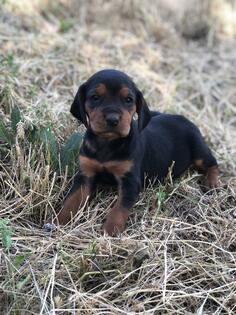 Prodajem žesnko stene balkanskog goniča