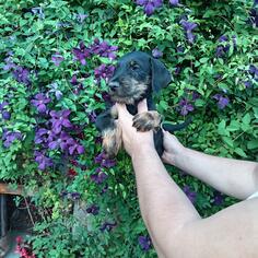 Nemacki lovni terijer stenci 