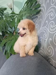 Patuljasta pudla trazi novog vlasnika 