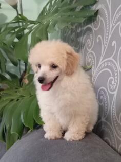 Patuljaste pudle traze novog vlasnika 