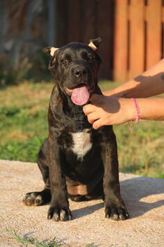 Cane Corso
