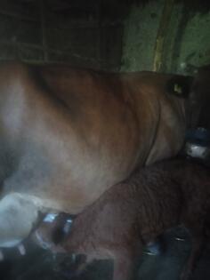 Prodajem kravu sa muškim teletom