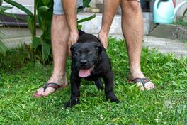 Južnoafrički mastif – Boerboel štenci