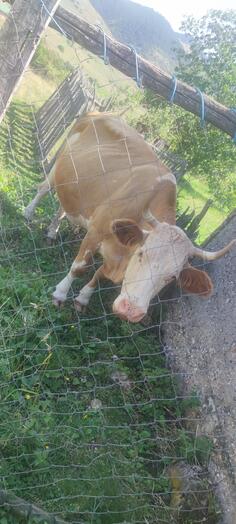 Prodajem krave i junicu