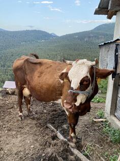 Prodajem kravu sa muskom teletom