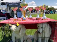 Zlatni Retriver prelepi štenci