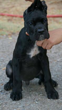 Cane Corso