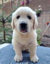 Kupujem stene labrador-retrivera ili zlatnog retrivera