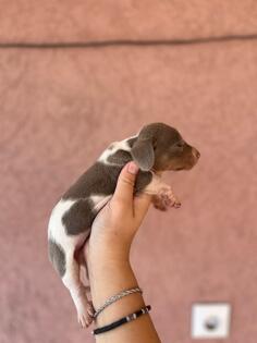 Jazavicar prelepi stenci