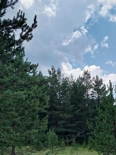 Poljoprivredno zemljište 650m2 - Žabljak - Borje