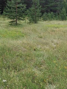 Poljoprivredno zemljište 1900m2 - Žabljak - Borje