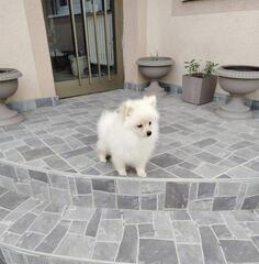 Štenci patuljastog špica 