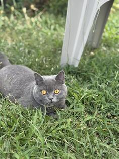 Britanska Kratkodlaka Macka