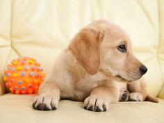 Labrador na poklon, štene