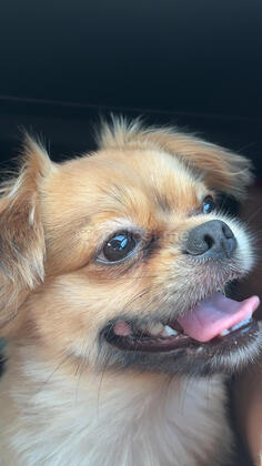 Trazi se zenka pekinezer za parenje besplatno