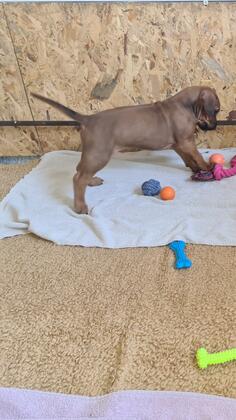 Rodezijski Ridzbek, štenci