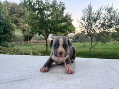 stenad plavog staforda