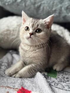 British shorthair vrhunski mačići