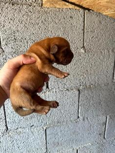 Dogue de Bordeaux Bordoška Doga štenci