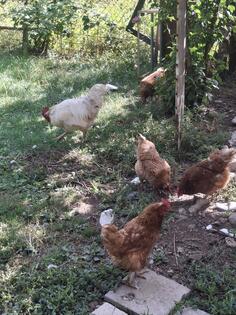 Prodajem koke nasilje i kokota