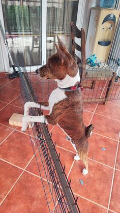 Basenji
