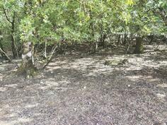 Poljoprivredno zemljište 19600m2 - Danilovgrad - Vinići