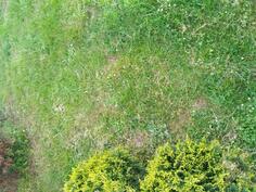 Poljoprivredno zemljište 450m2 - Podgorica - Beri