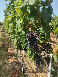 grozdje vrhunske francuske vinske sorte cabernet saugvinon