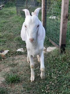 Prodajem Nubier/Burski Jarca 