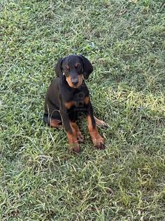 Prodajem stence dobermana. 068234012