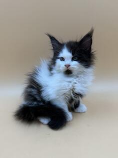 Maine Coon Thalia - divine princess