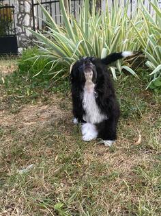 Kineski Ćubasti pas - štenci