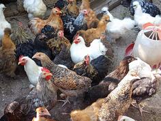 Kokinkine i japanske svilene koke