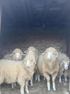 PRODAJEM OVCU, OVNA I 8 JAGNJADI